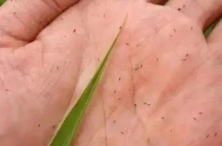 烦人的小虫子又来了！这种颜色的衣服，劝你最近少穿