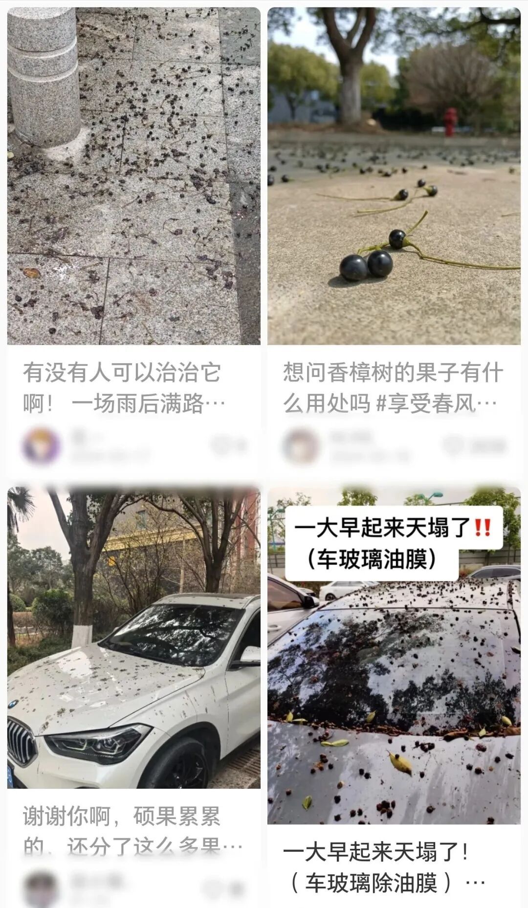 不要捏，不要踩，青岛街头已出现！不少人吐槽：苦不堪言