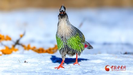 祁连山巅“高山隐士”血雉的春日巡礼