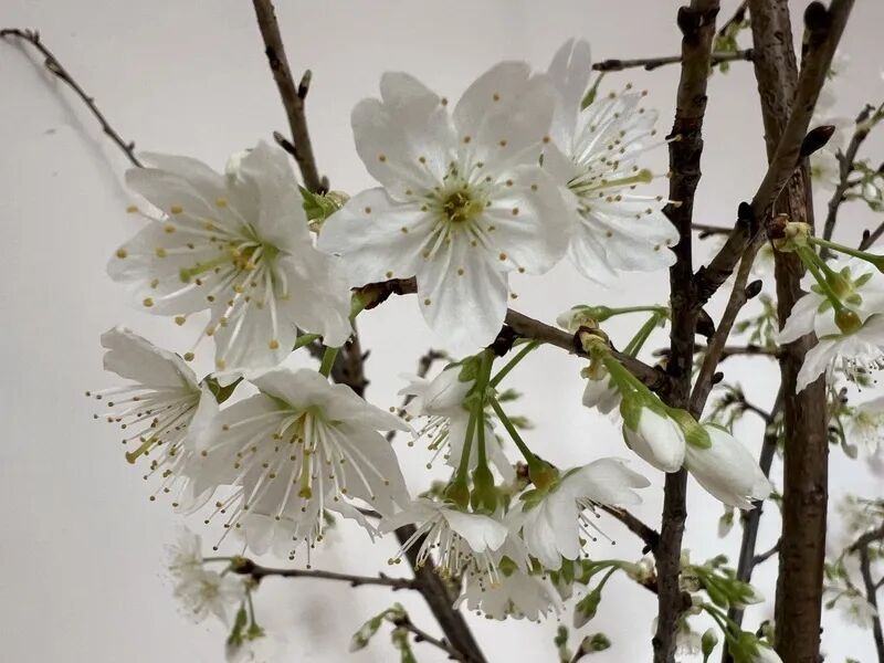 “90后”花匠刘东骏：我在玉渊潭种樱花