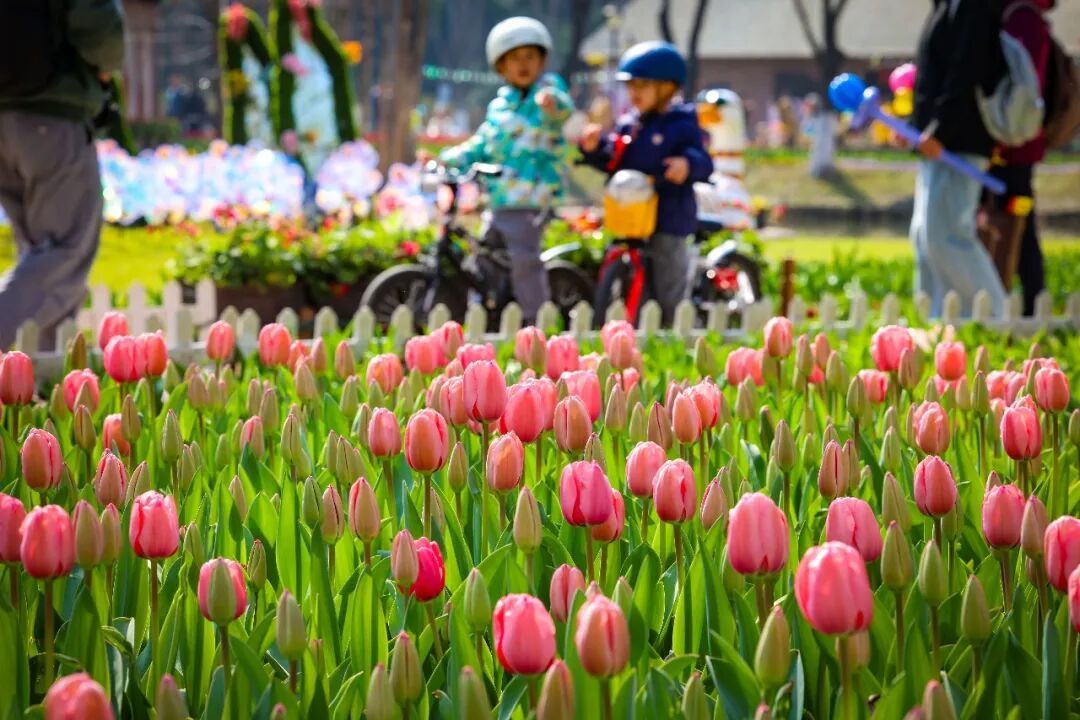 南京玄武湖公园火爆全网的这株树，开花了