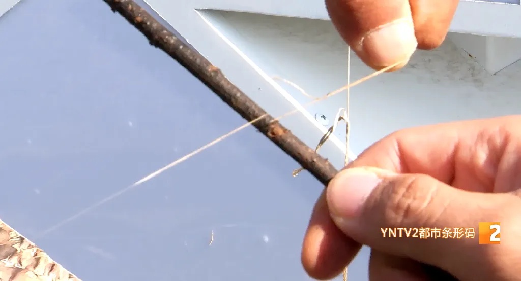 细小难发现，绷紧像把刀！这个季节小心被它伤到