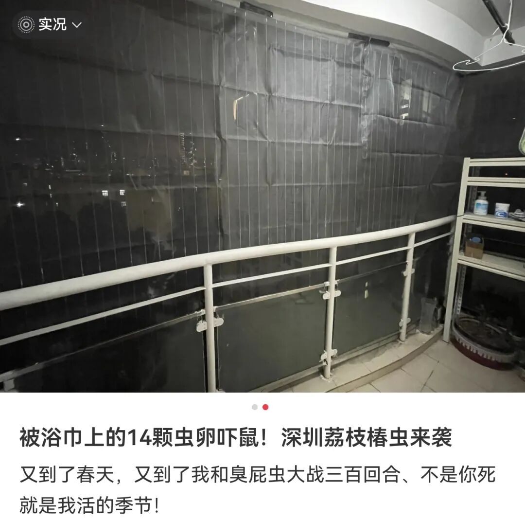 头皮发麻！快检查阳台衣服！这种绿色小颗粒又来了......