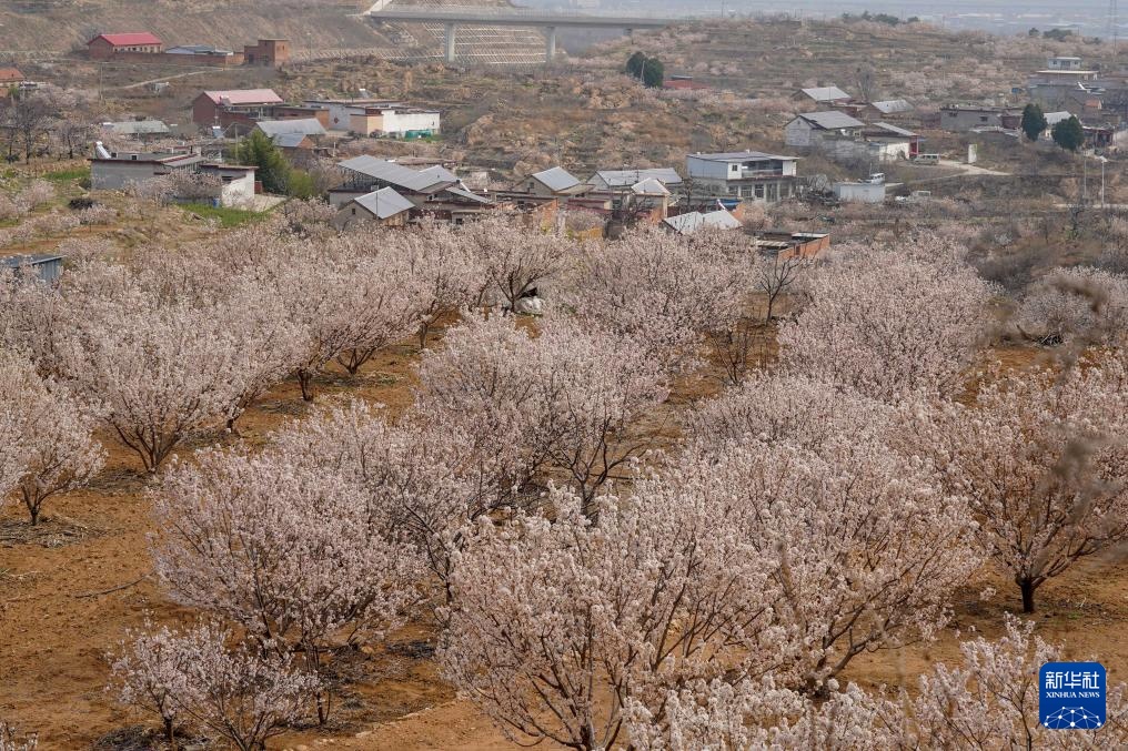 樱桃树下管护忙