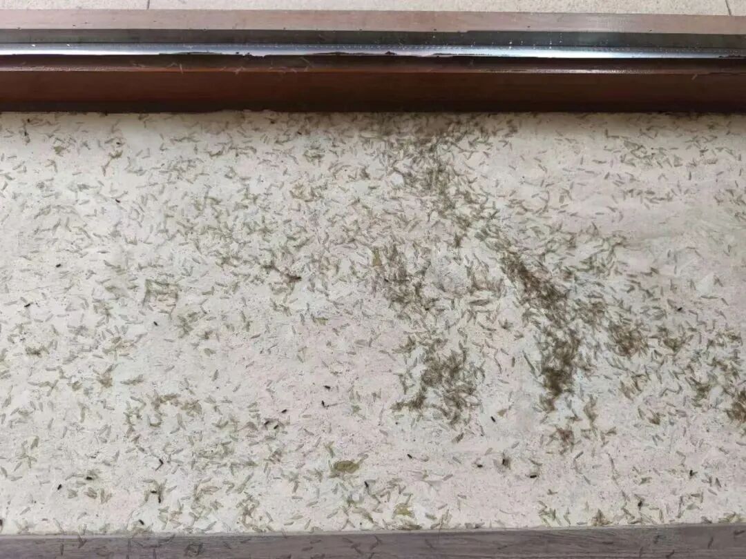 白色预警！密密麻麻，不少杭州人家里已出现！官方重要提醒