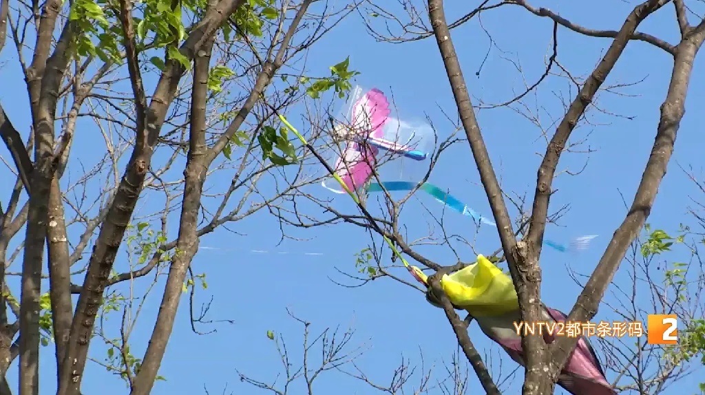 细小难发现，绷紧像把刀！这个季节小心被它伤到