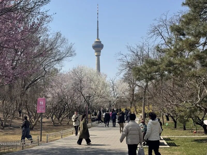 “90后”花匠刘东骏：我在玉渊潭种樱花