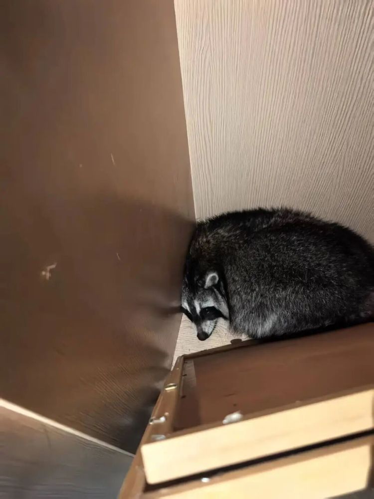 杭州一小区小浣熊出没！居民很苦恼：经常跑出来，还会捣乱……