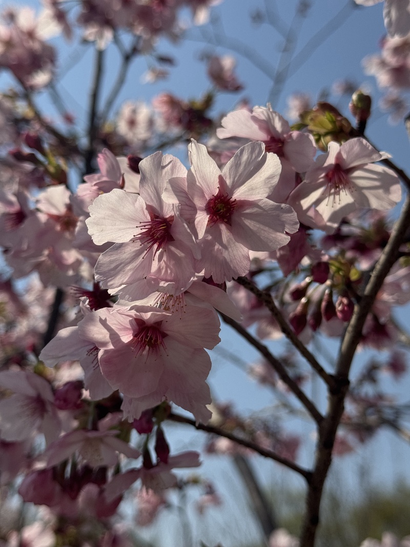 “90后”花匠刘东骏：我在玉渊潭种樱花