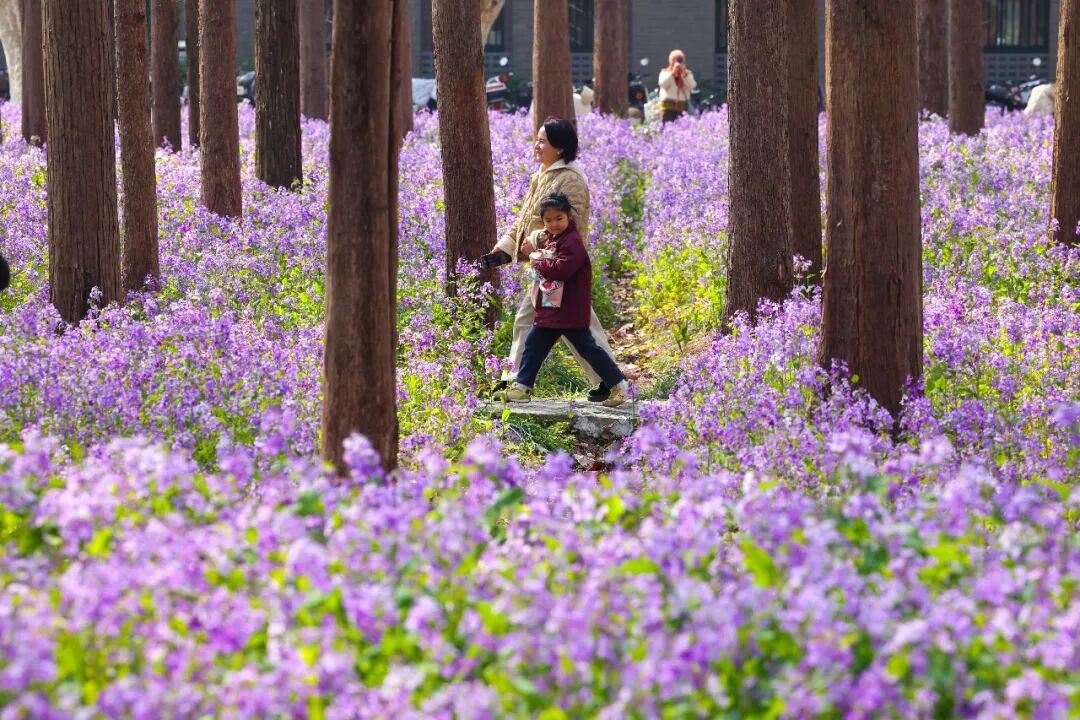 南京玄武湖公园火爆全网的这株树，开花了