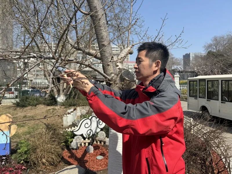 “90后”花匠刘东骏：我在玉渊潭种樱花