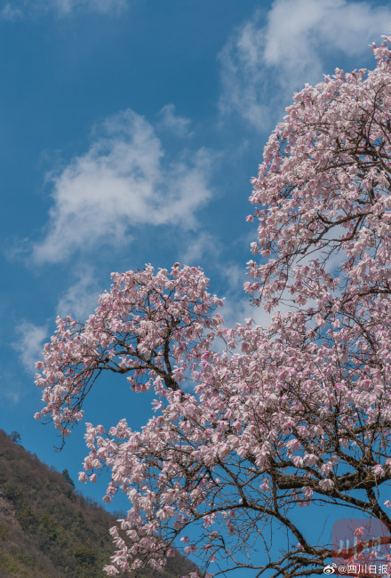 太美了！甘孜海螺沟460年树龄康定木兰盛放