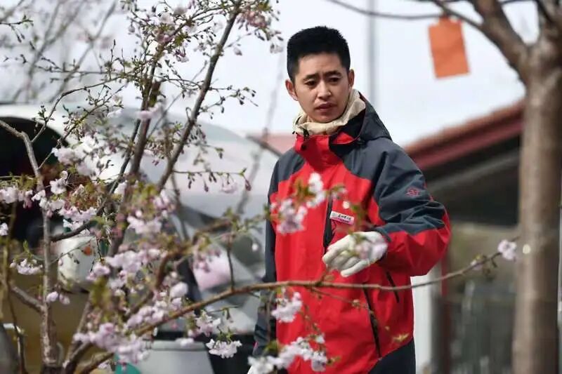 “90后”花匠刘东骏：我在玉渊潭种樱花