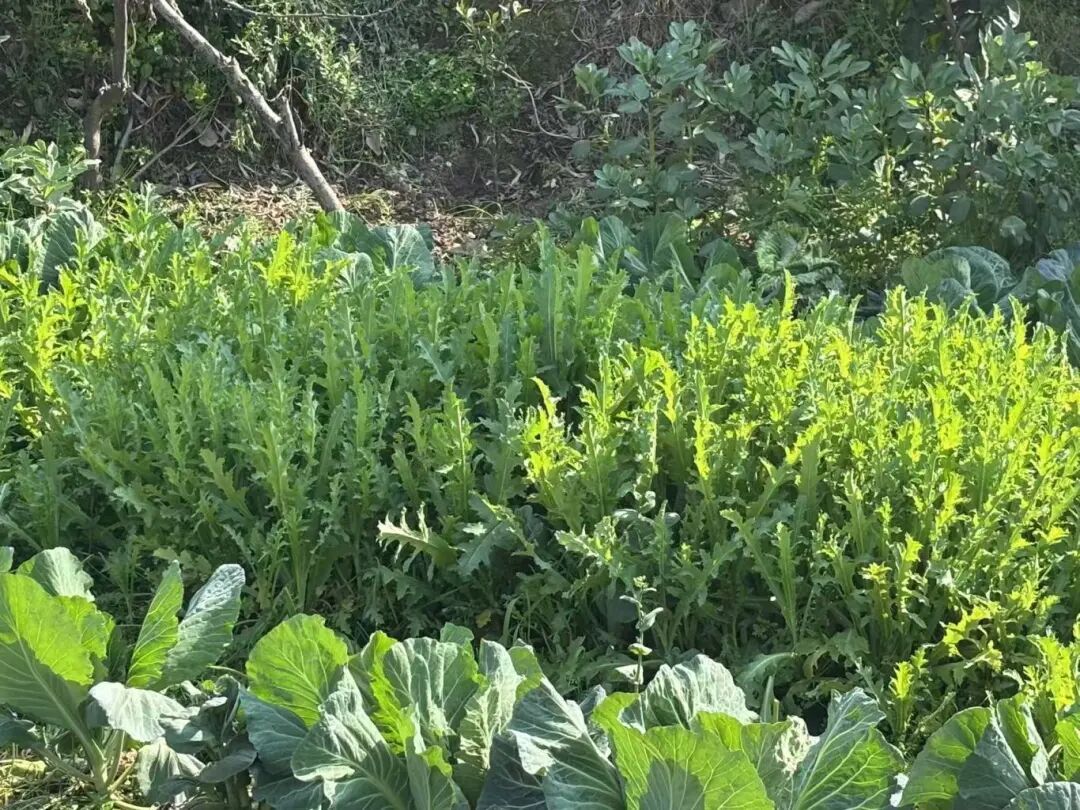 想给饭菜添点“特别滋味”，老人在菜园种下103株罂粟