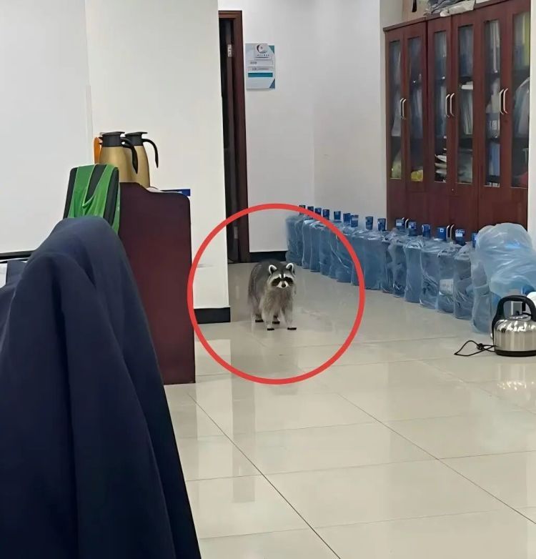 杭州一小区小浣熊出没！居民很苦恼：经常跑出来，还会捣乱……