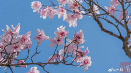 太美了！甘孜海螺沟460年树龄康定木兰盛放