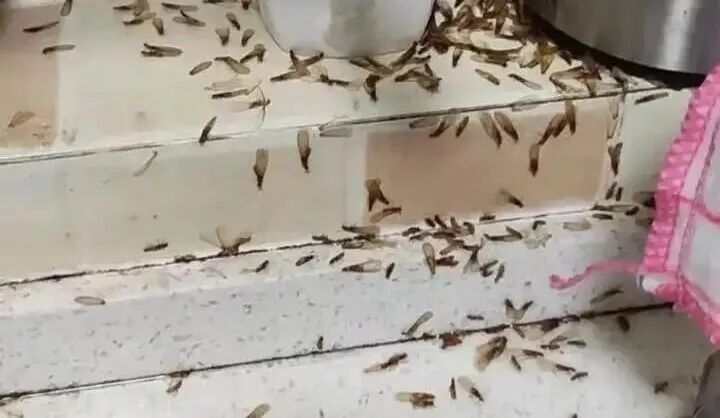 白色预警！密密麻麻，不少杭州人家里已出现！官方重要提醒