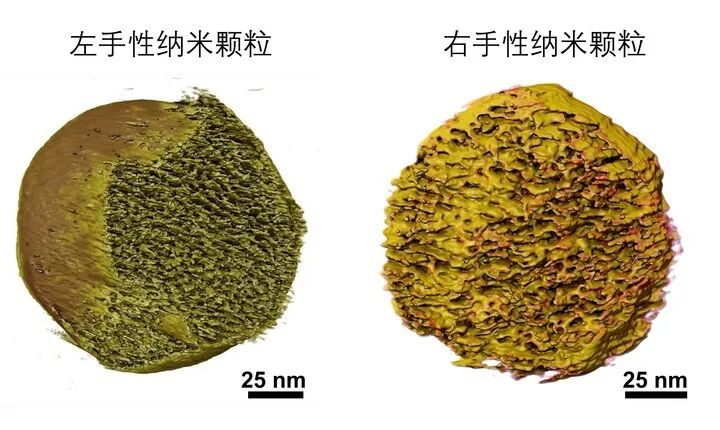 我国高校团队研制出增强肿瘤疫苗效力的新型佐剂