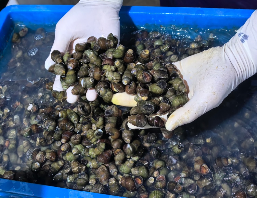 10元/斤，最近这一口“鲜货”正肥！摊主：一天上百斤不够卖