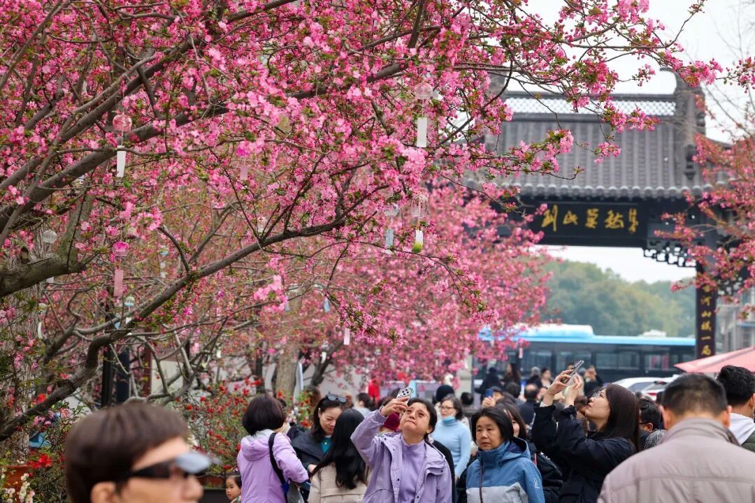 南京玄武湖公园火爆全网的这株树，开花了