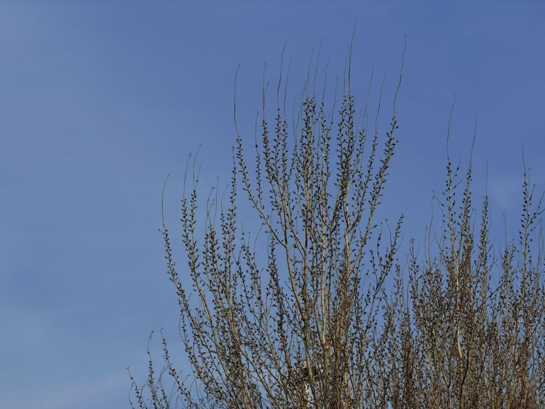 23℃，一秒入春？辽宁本周还有一场全省降雨……