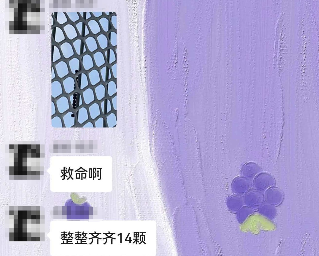 头皮发麻！快检查阳台衣服！这种绿色小颗粒又来了......