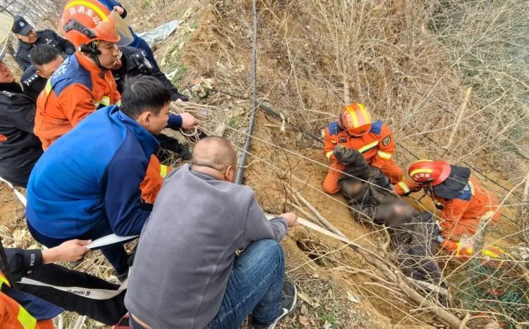 命悬“一线” ！青岛九旬老汉砍树枝踩空，被悬挂在水库岸边，紧急施救！