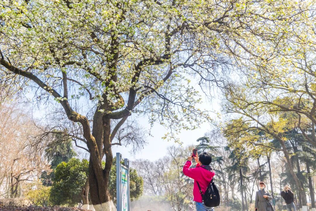 南京玄武湖公园火爆全网的这株树，开花了