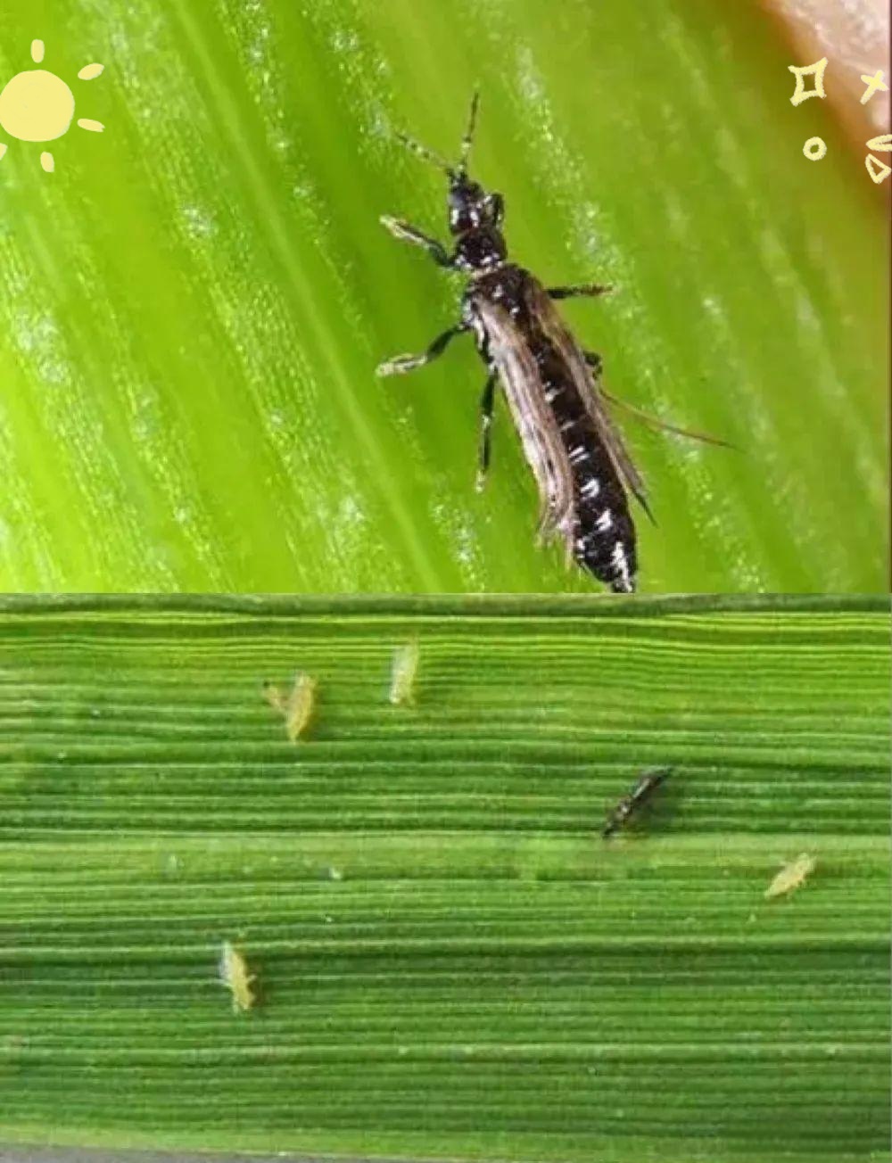 最高25℃，河南马上大回暖！近期最好别穿这3种颜色的衣服出门