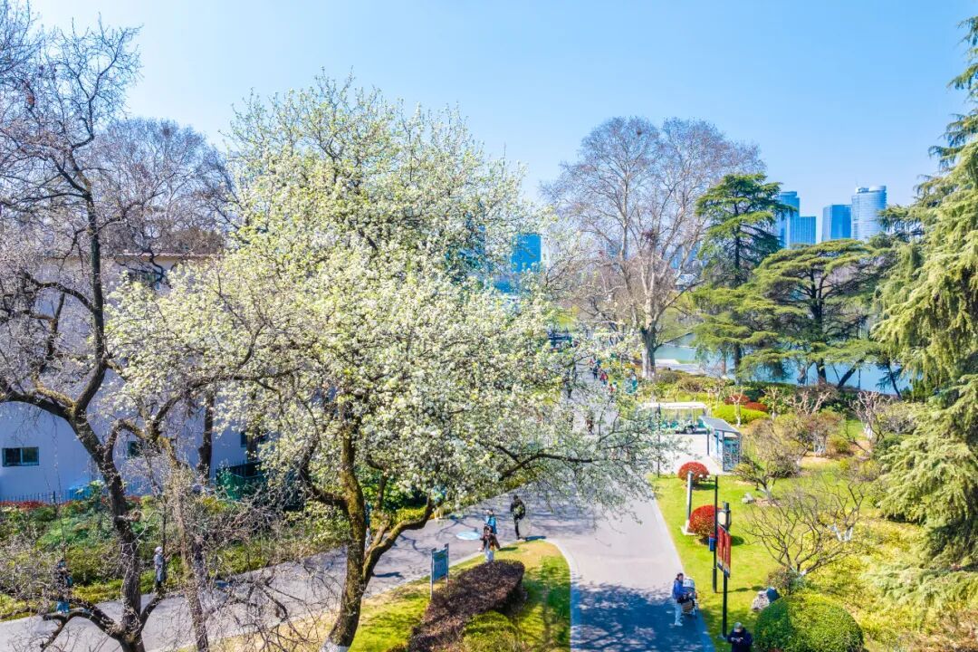南京玄武湖公园火爆全网的这株树，开花了