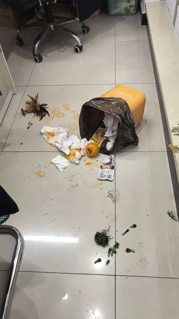 杭州一小区小浣熊出没！居民很苦恼：经常跑出来，还会捣乱……