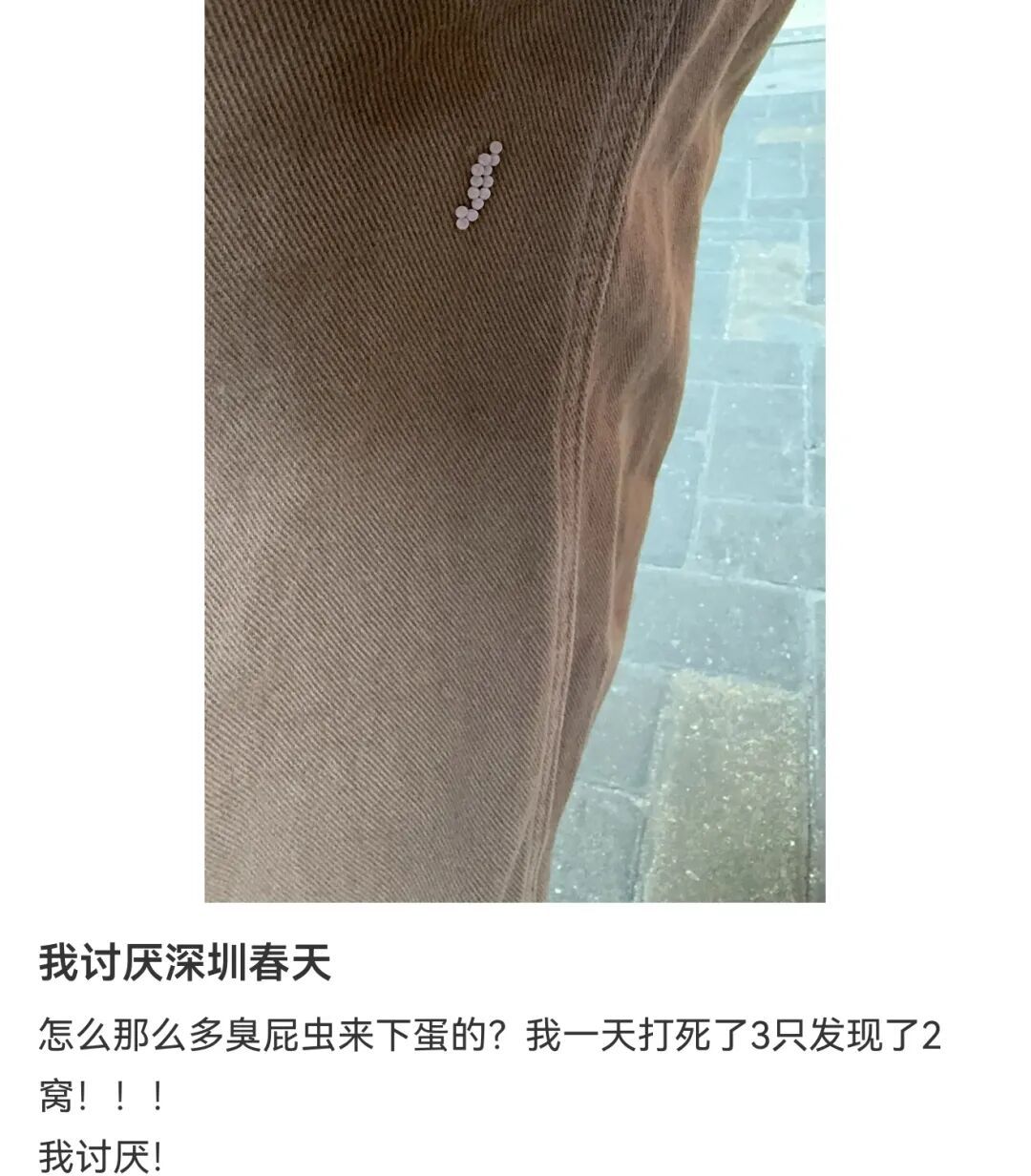 头皮发麻！快检查阳台衣服！这种绿色小颗粒又来了......