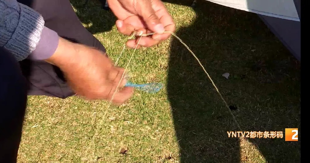 细小难发现，绷紧像把刀！这个季节小心被它伤到