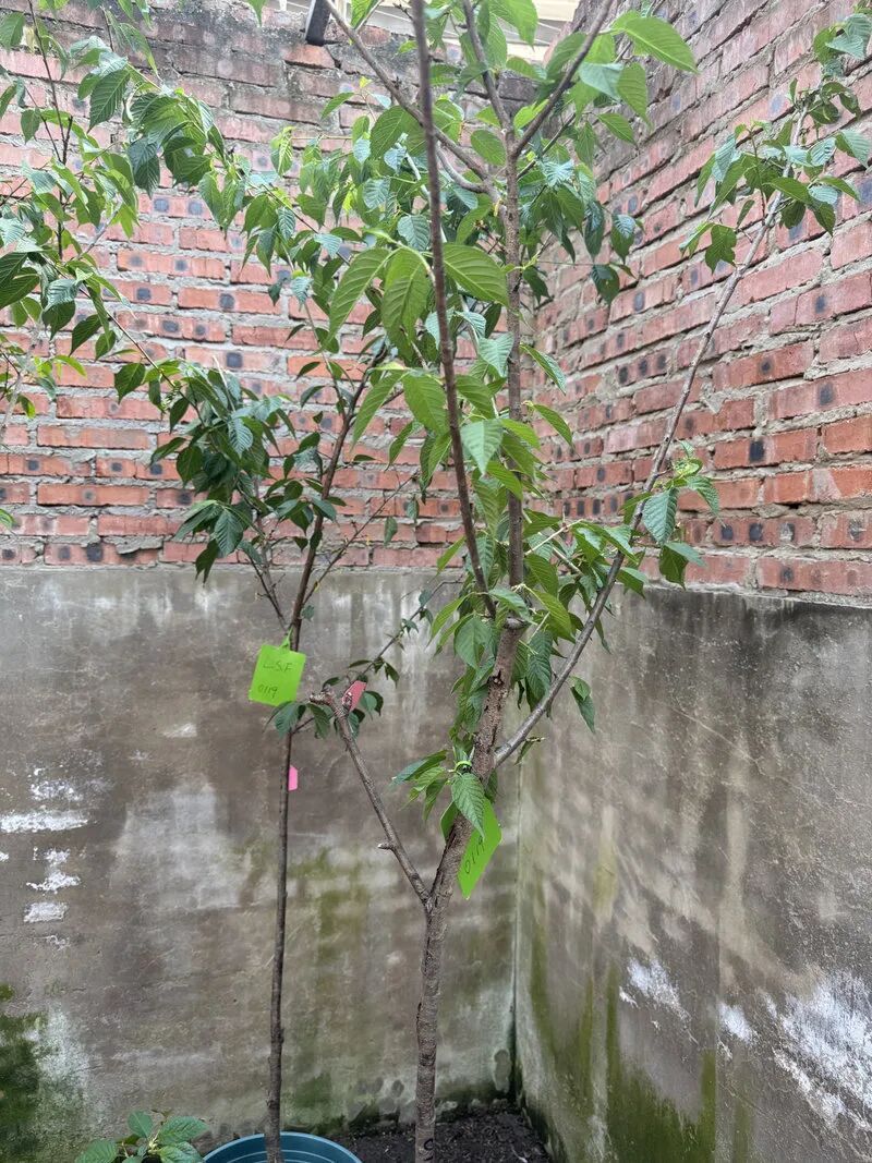 “90后”花匠刘东骏：我在玉渊潭种樱花