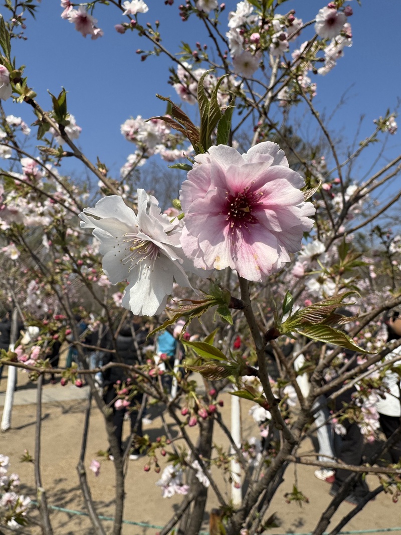 “90后”花匠刘东骏：我在玉渊潭种樱花