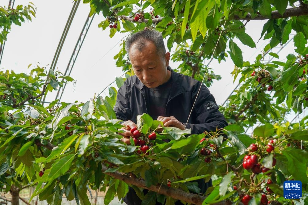 樱桃树下管护忙