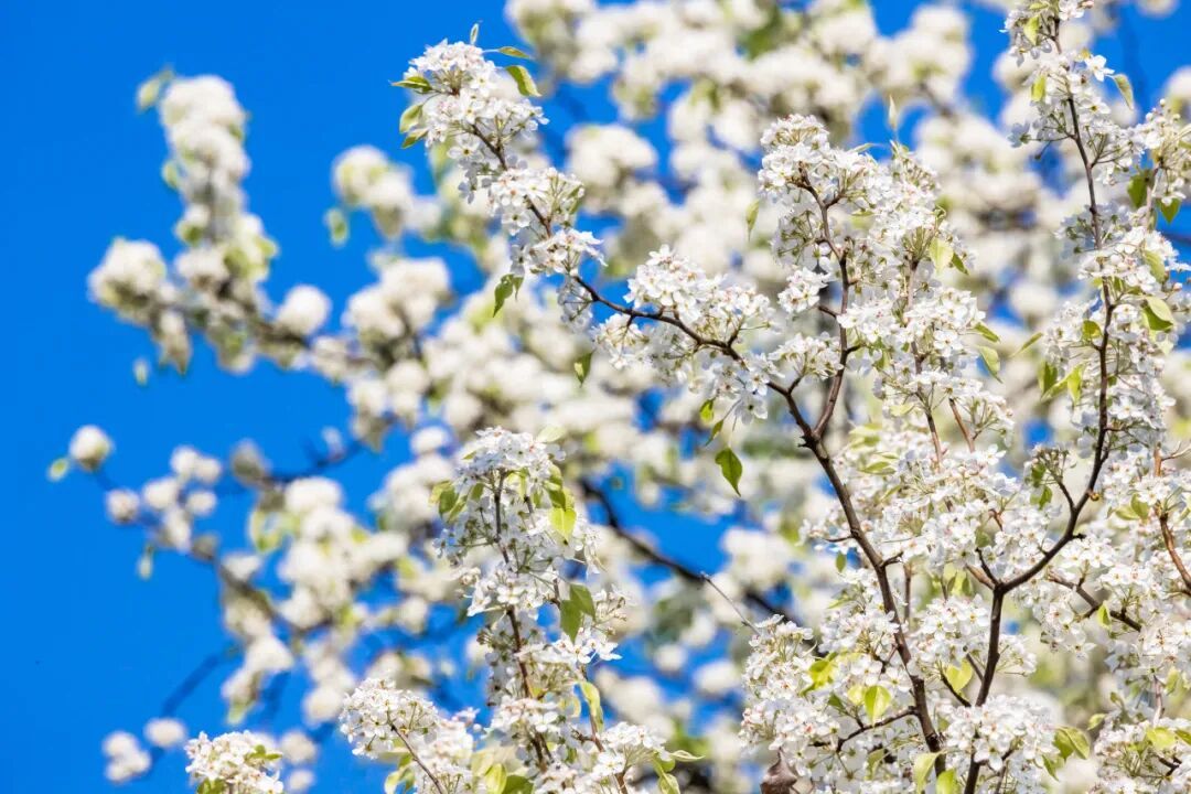 南京玄武湖公园火爆全网的这株树，开花了