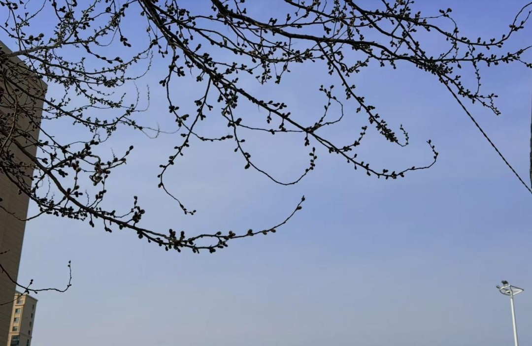 23℃，一秒入春？辽宁本周还有一场全省降雨……