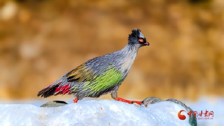 祁连山巅“高山隐士”血雉的春日巡礼