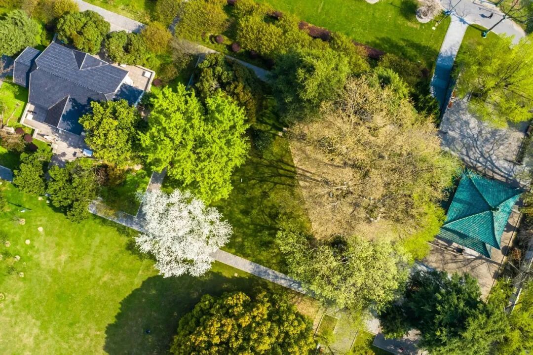 南京玄武湖公园火爆全网的这株树，开花了