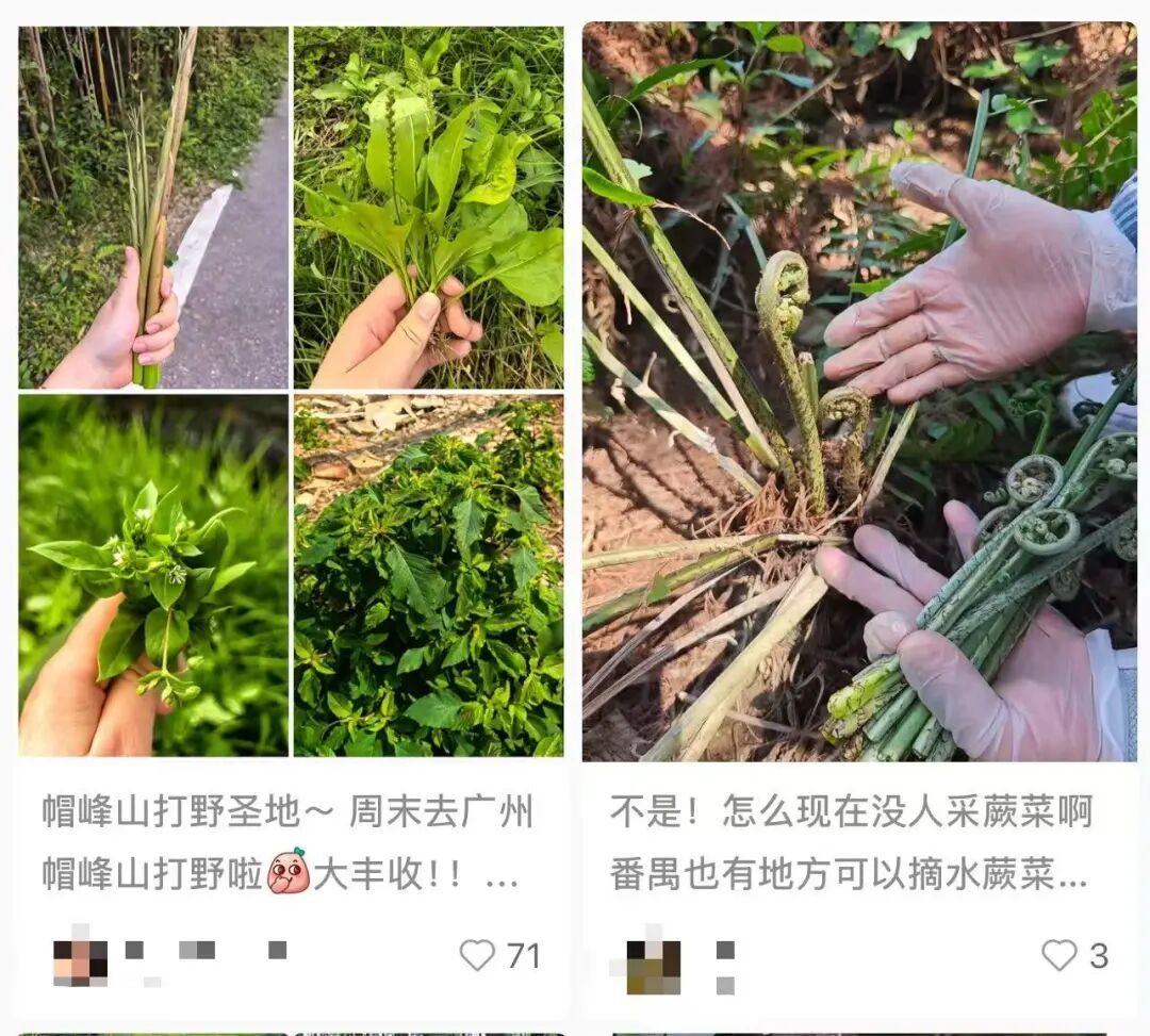 七旬大伯挖笋后反复咳血，右肺严重毁损，医生提醒：戴口罩！戴口罩！