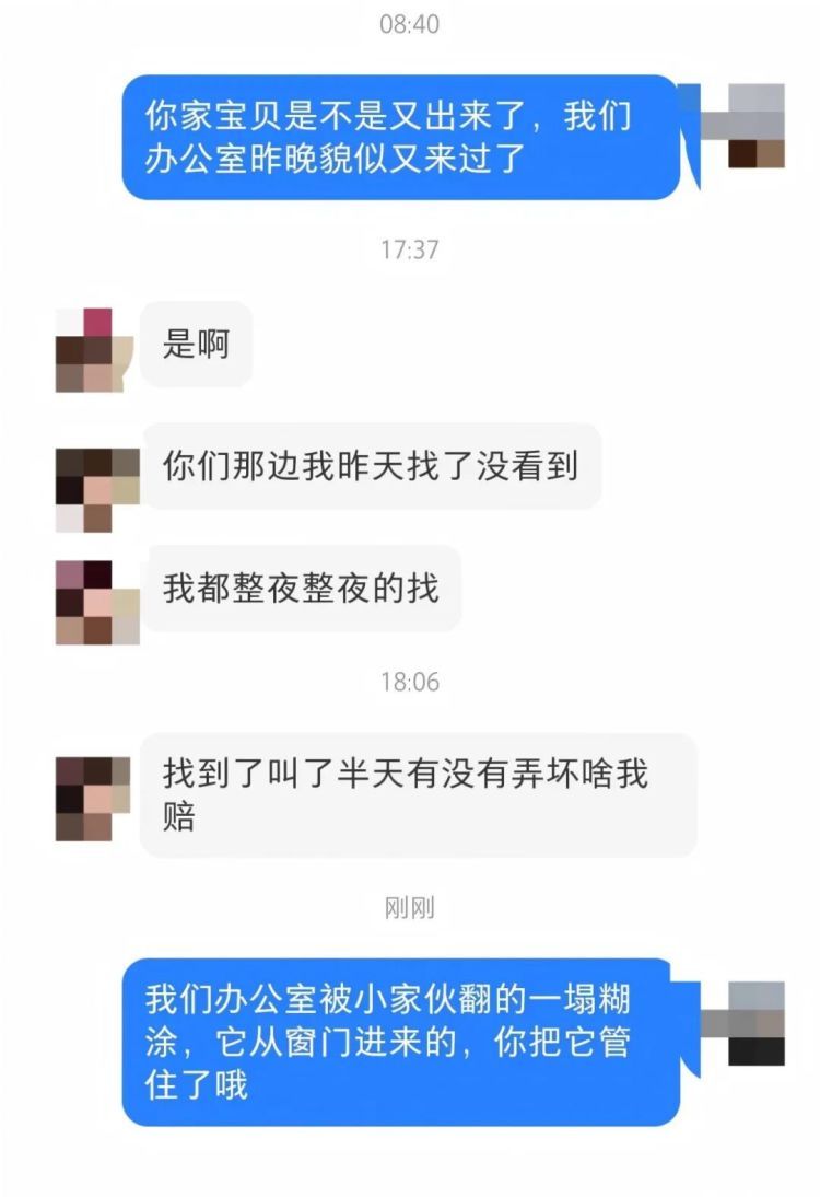 杭州一小区小浣熊出没！居民很苦恼：经常跑出来，还会捣乱……