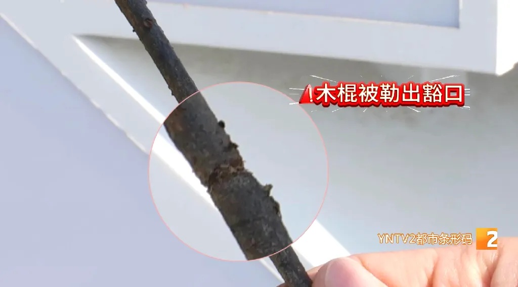 细小难发现，绷紧像把刀！这个季节小心被它伤到