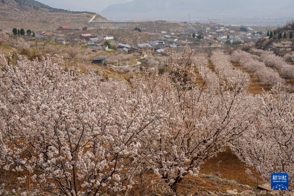 樱桃树下管护忙