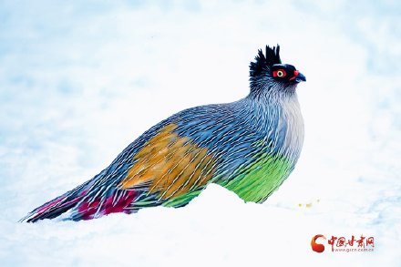 祁连山巅“高山隐士”血雉的春日巡礼