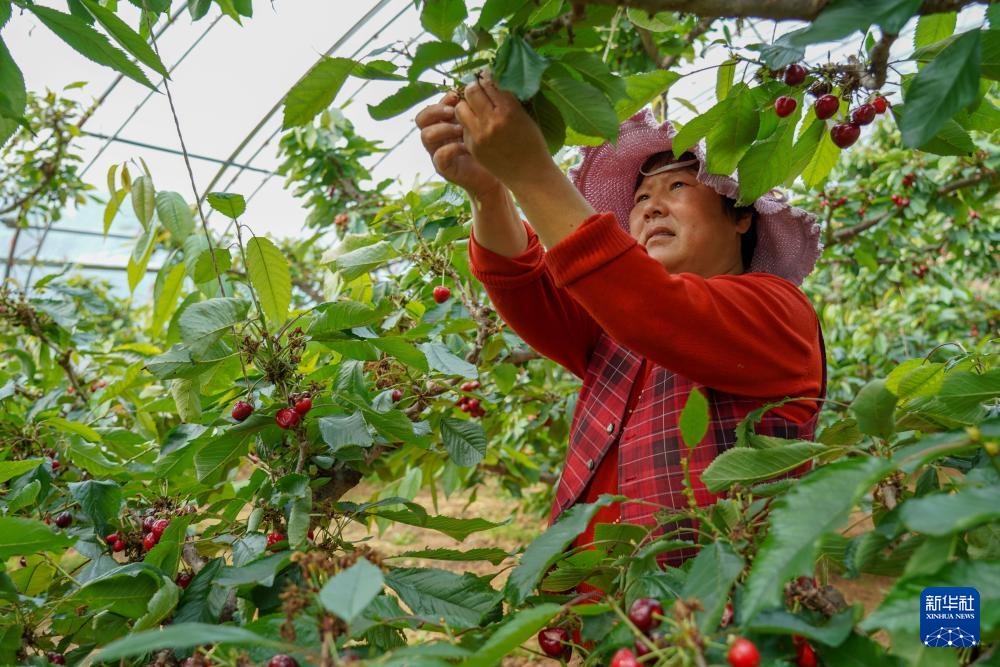 樱桃树下管护忙