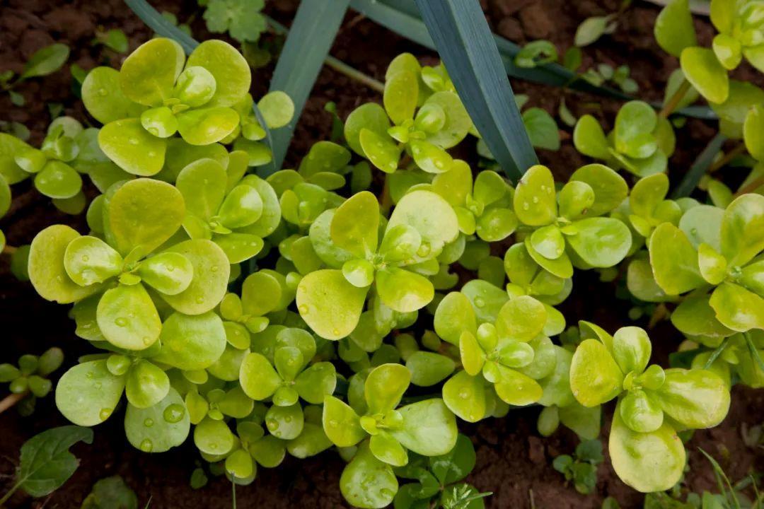 春菜尝“鲜”正当时 这样吃美味又健康