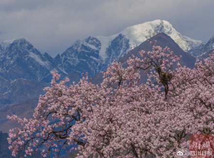 太美了！甘孜海螺沟460年树龄康定木兰盛放