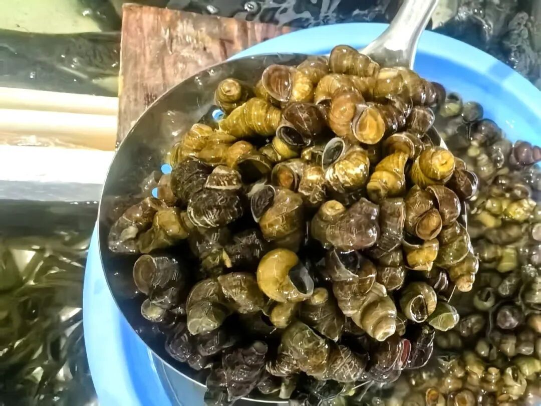 10元/斤，最近这一口“鲜货”正肥！摊主：一天上百斤不够卖