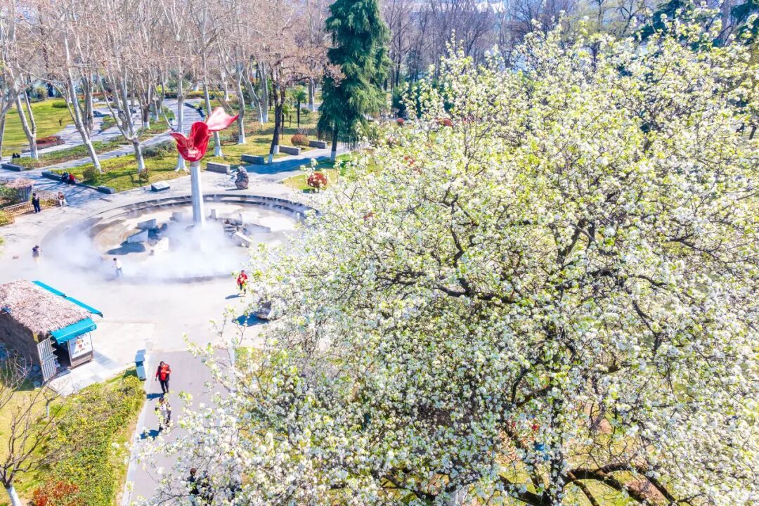 南京玄武湖公园火爆全网的这株树，开花了